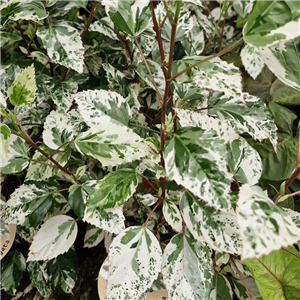 Hibiscus Rosa-sinensis 'Variegata'